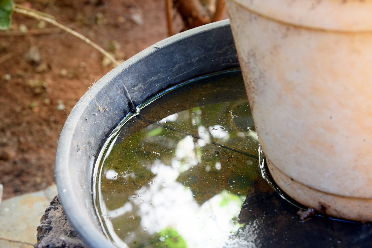 abandoned plastic bowl in a vase with stagnant water inside jpeg